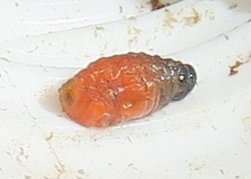 piccole limacce - no, larva di Lilioceris lilii